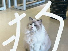 -藏猫猫咖啡主题馆(中央大道店)