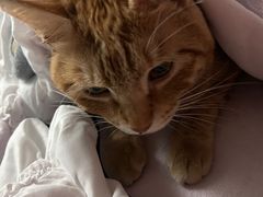-唐小姐の猫狗洗护·购宠旗舰店(周浦万达店)