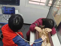 -伟伟宠物医院·CT影像中心·瑞派犬猫综合性门诊(汉口总院)