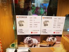 -屋虎猫馆(宝安大仟里店)
