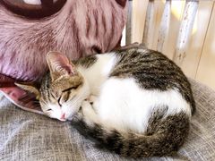 -海边的猫和咖啡馆