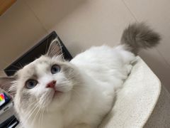 -芭比堂动物医院·犬猫全科·异宠专科(雁塔分院)