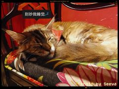 -猫色咖啡·猫咖