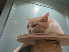 -安格丽娜·狗咖·猫咖羊驼咖(春熙路百盛商场店)