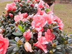 -观澜湖生态运动公社