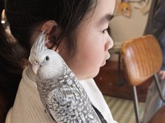 -吉丁鸟咖·异宠·寄养