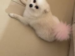 -宠颐生宠物医院·骨外科·犬猫全科诊疗中心(池州店)