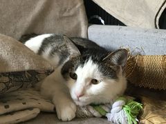 -中农国际动物医院24小时·猫科·骨科·急重症中心