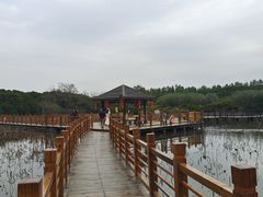 -大湾区中央湿地公园
