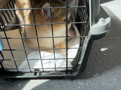 -心仪动物医院·牙专科·肿瘤·心脏科(西客站院)