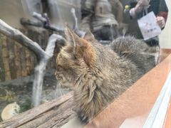 -青藏高原野生动物园