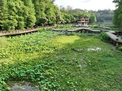 -深圳仙湖植物园