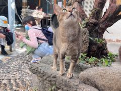 -喵屿·大理花园猫咖