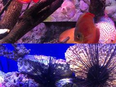 -上海海洋水族馆