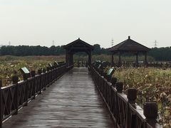 -荷塘月色湿地公园·向阳花洲