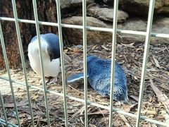 -费瑟代尔野生动物园