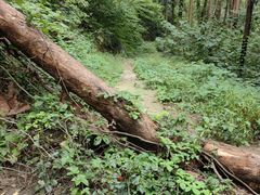 -素山寺森林公园