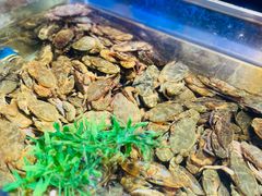 -V-ONE西雅图海鲜自助餐厅(仓山万达广场店)