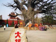 -大槐树寻根祭祖园