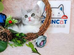 -十年猫舍·猫咪专门店(普陀店)