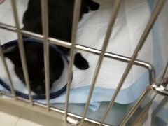 -艾贝尔宠物医院·24H转诊中心·肿瘤猫专科(江宁双龙店)