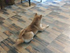 -柴源莊·柴小宠柴犬咖啡