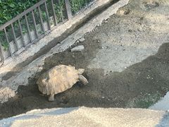 -广东惠东海龟国家级自然保护区