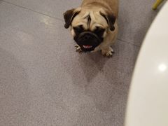 -喜柴咖啡·柴犬狗咖