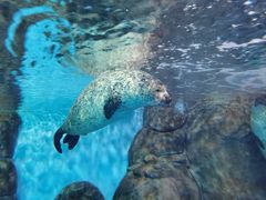 -上海海洋水族馆