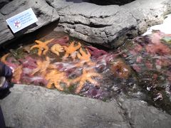 -西雅图水族馆