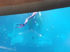 -海棠湾洲际-涛·海底餐厅·美人鱼·自助餐·海底隧道