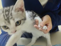 -全心全意连锁动物医院·微创中心·内科急重症·心脏专科(丰管路店)