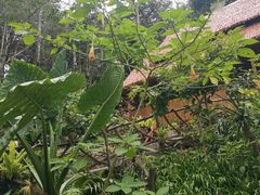 -中国科学院西双版纳热带植物园
