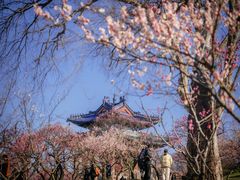 -梅花山(明孝陵内)