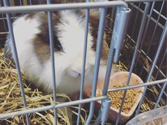 -藦茜花园宠物主题亲子互动体验馆(国顺东路店)