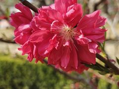 -海棠花溪(元大都城垣遗址公园)