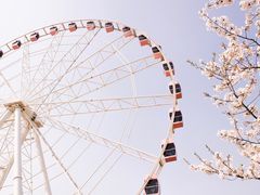 -顾村公园