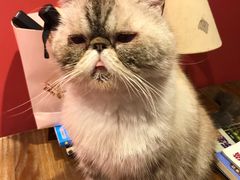 -猫色咖啡·猫咖