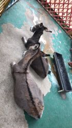 -萌宠亲子动物乐园(槐房万达店)