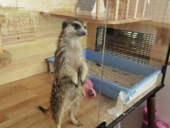 -平行世界·猫咖(首经贸店)