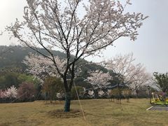 -龙寺生态园