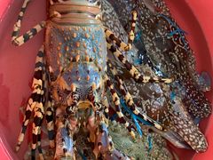 -仙本那小型鱼市