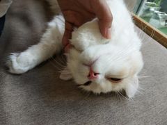 -猫和宫(六道口店)
