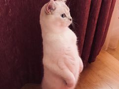 -东方名猫馆·英短金渐层布偶猫舍(环线广场1号楼店)