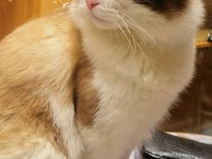 -喵喵咪呀布偶猫咖(春熙路店)