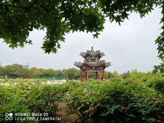 -曹州牡丹园