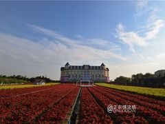 -百万葵园