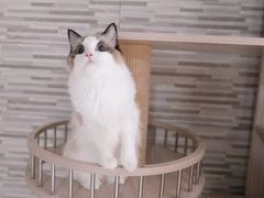 -Bastet sally猫舍购宠(静安店)