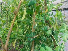 -前小桔亲子创意农场·草莓采摘·露营烧烤