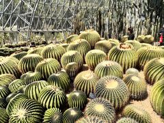 -深圳仙湖植物园